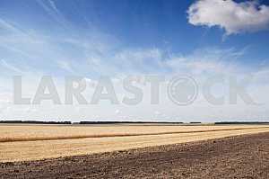 Wheat field