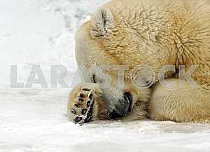 Polar bear in the winter in the north