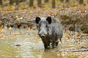Wild pig
