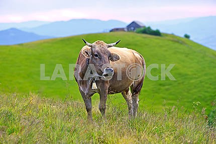 Carpathian cow