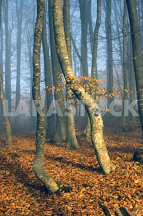 Beechen wood in a blue fog