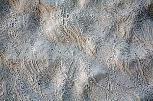 Traces of lizards in the sand as a background