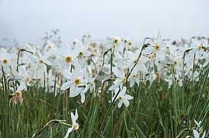 Narcissus Valley