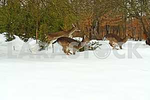 Deer