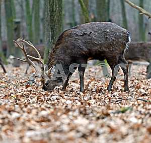 Spotted deer