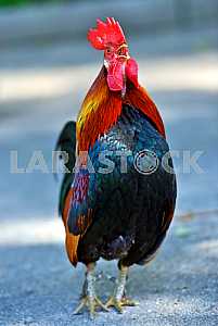 Rooster