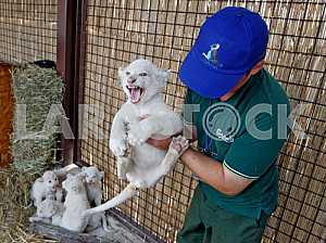 White lion cubs