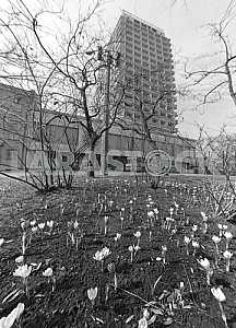 Hotel "Kiev" on the street Grushevskogo Kiev. Before the building of the Mariinsky park blooming crocuses