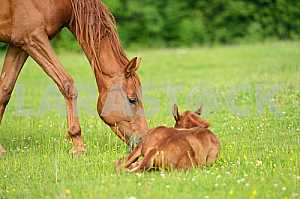 Horse