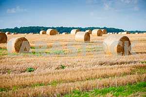 Staw bales on fields at harvesting time
