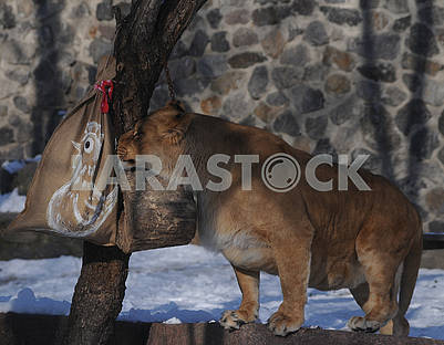Lioness rips a bag of straw