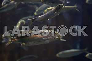 Pacific herring (Clupea pallasii), close-up