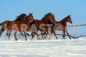 Horse