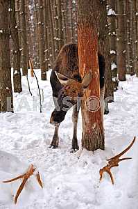 Elk rubs his head against a tree