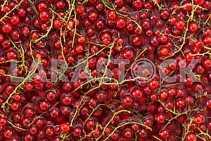 Fresh  red currant background