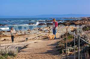 Dog Walking on the shore of the Pacific Ocean