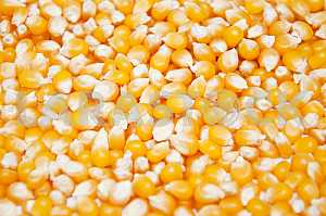 Maize