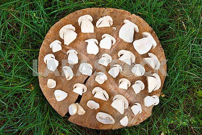 Sliced white mushrooms