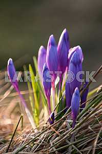 Crocus - genus of herbaceous perennials kasatikovyh family.
