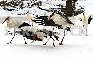 Stork in the winter