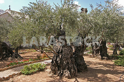 Garden of Gethsemane, Jerusalem