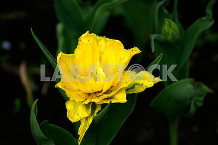 Yellow tulips in arboretum