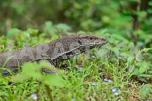 Iguana