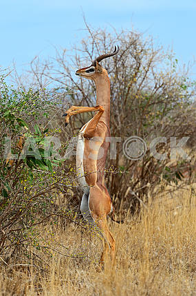 Giraffidae antelope gerenuk