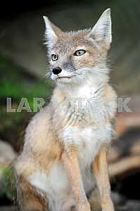 Portrait of steppe foxes