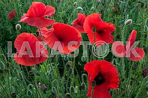 Field with blooming poppies