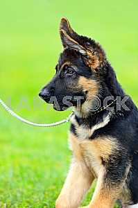 German Shepherd