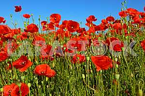 Poppy
