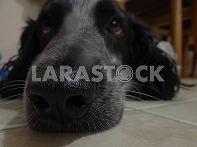 A Russian spaniel dog lies on the floor.