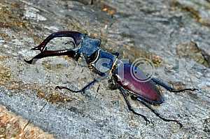 Stag-beetle