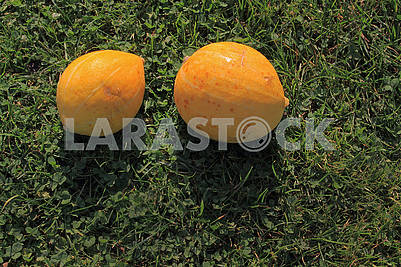 Two small pumpkins in the sun
