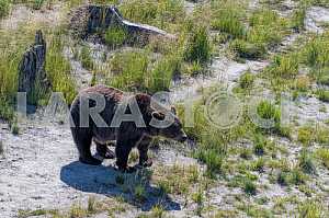 Black bear