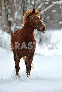 Конь скачет по снегу