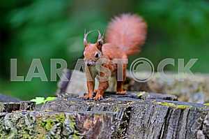 Squirrel