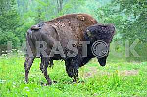 Bison