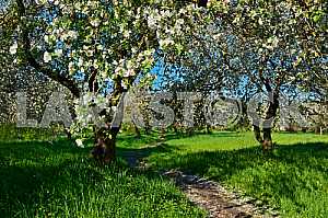 Apple blossoms