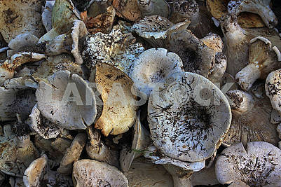 Много грибов