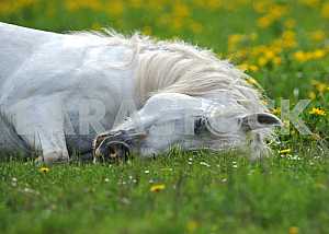 White horse