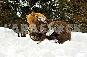 Brown bear