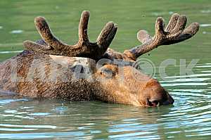 Elk floats