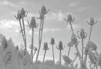 Plants covered with hoarfrost
