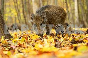 Wild pig