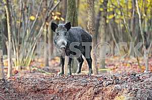 Wild boar