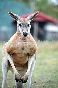 Kangaroo