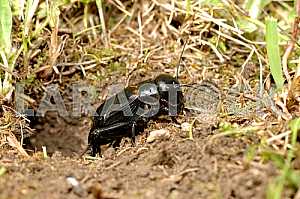 Beetle barbel