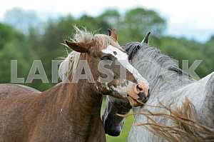 Horse